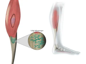 Golgi-Sehnen-Organ (GTOs)