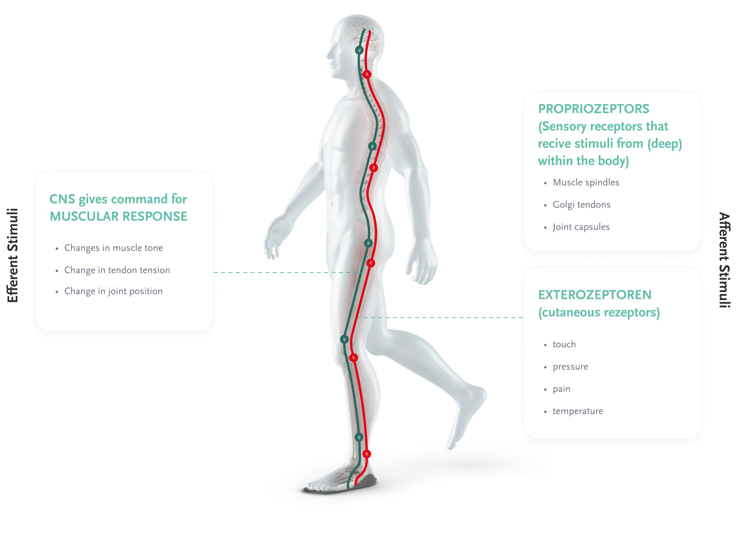 sensorimotor system